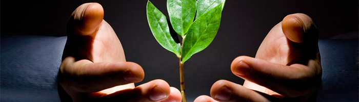 Hands surrounding a sprouting plant